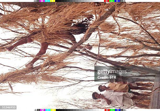 Photo taken 03 May 1991 shows people covering their noses to protect themselves from the stench of a dead body hanging from a tree near Hatya, in the...