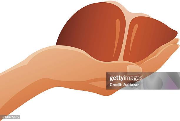 ilustrações de stock, clip art, desenhos animados e ícones de mão a segurar anatómicas fígado humano - thumb nail