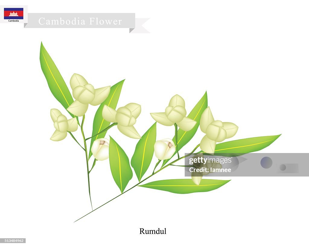 Nationalblume von Kambodscha, Rumdul oder Mitrella Mesnyi