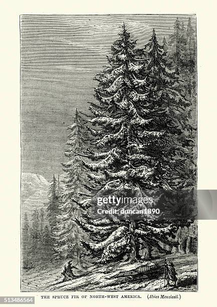 spruce forest in north west america, 19th century - spruce stock illustrations