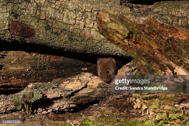 a foraging bank vole (clethrionomys glareolus) - houtstapel stockfoto's en -beelden