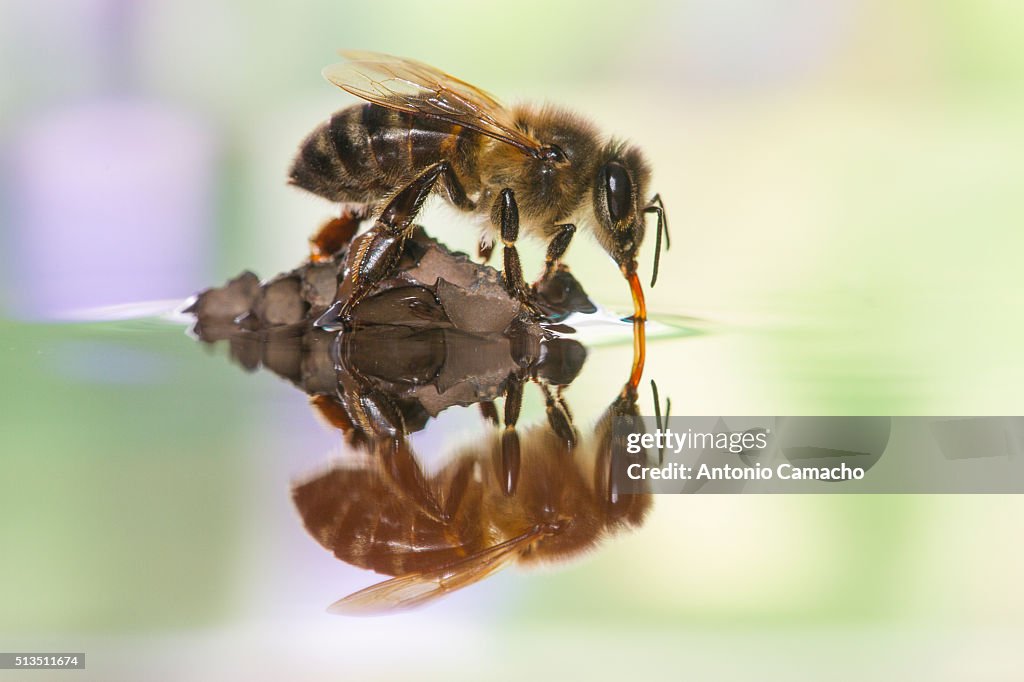 Batterbee Reflection Example Bee Reflection High-Res Stock Photo - Getty Images