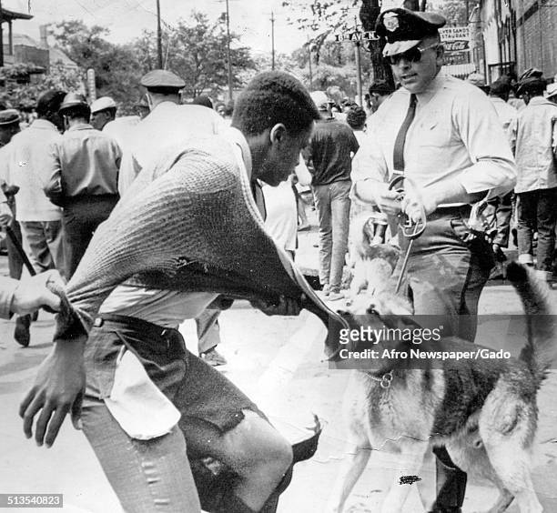 An African-American protester being attacked by a police dog during demonstrations against segregation, Birmingham, Alabama, May 4, 1963.