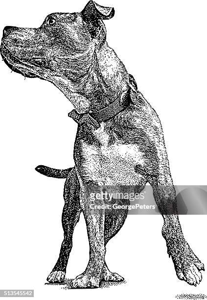ピットブル犬を着用のリボン紐 - pitbullterrier点のイラスト素材／クリップアート素材／マンガ素材／アイコン素材