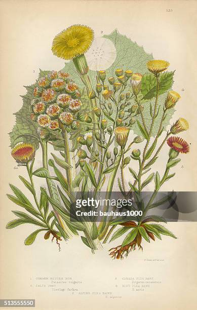 sunflower, butterbur, petasites, coltsfoot, fleabane, victorian botanical illustration - petasites stock illustrations