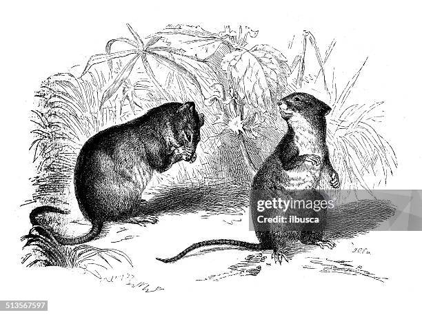 ilustraciones, imágenes clip art, dibujos animados e iconos de stock de anticuario ilustración de rayado ratón de campo y ratón de campo - field mouse