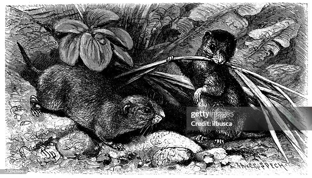 Antique illustration of common vole (Microtus arvalis)