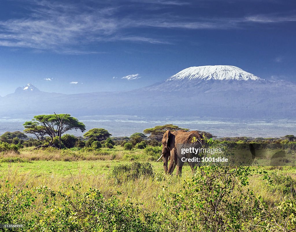 Elefant in der Berg Kilimandscharo & Mawenzi Peak