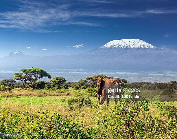 elephant in front of mount kilimanjaro &amp; mawenzi peak - 坦桑尼亞 個照片及圖片檔