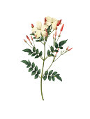 Spanish jasmine | Redoute Flower Illustrations