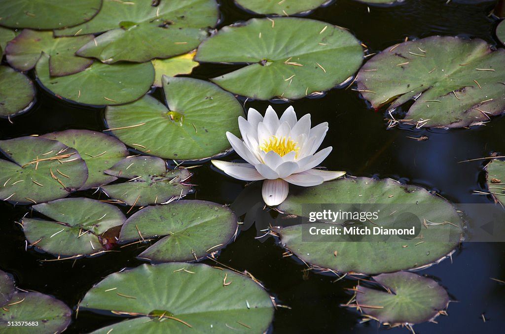 LilyPad with lotus flowers