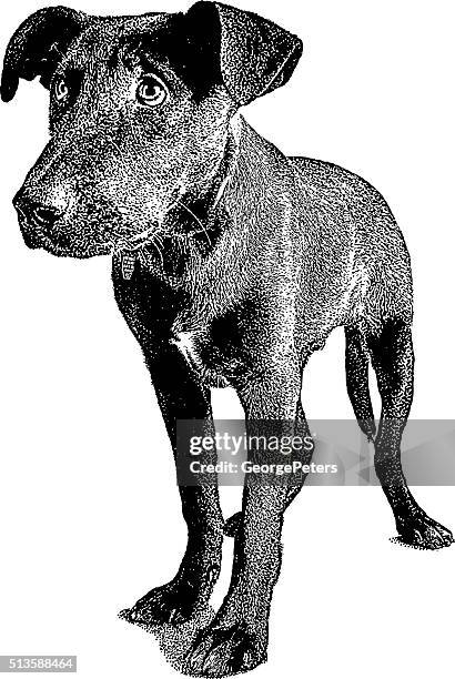 cute young black dog - dog collar white background stock illustrations