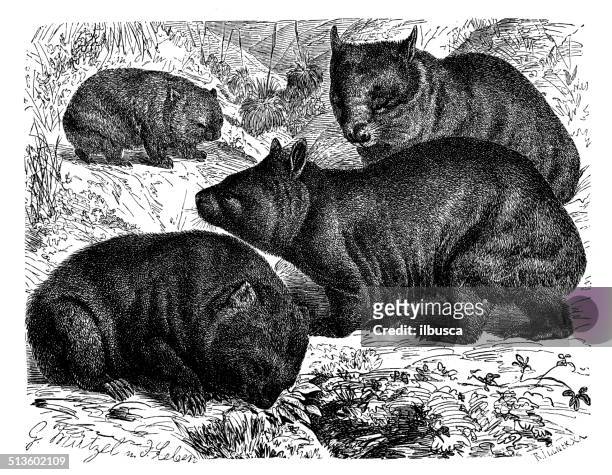 antique illustration of wombat - wombat white background stock illustrations