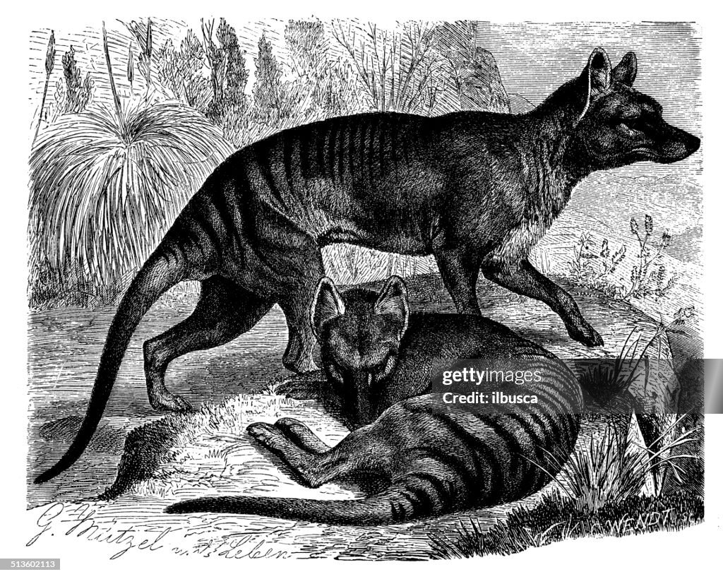 Anticuario ilustración de tigre de tasmania (Thylacinus cynocephalus)
