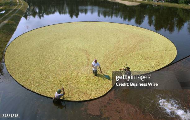 Ocean Spray kicks off the fall season in white. The breathtaking beauty of this year's White Cranberry Harvest begins just a few weeks earlier than...