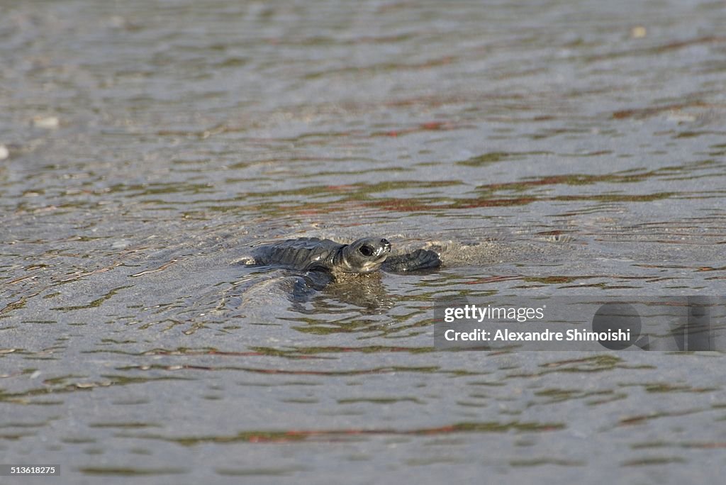 Baby turtle swimming at Kuta Beach