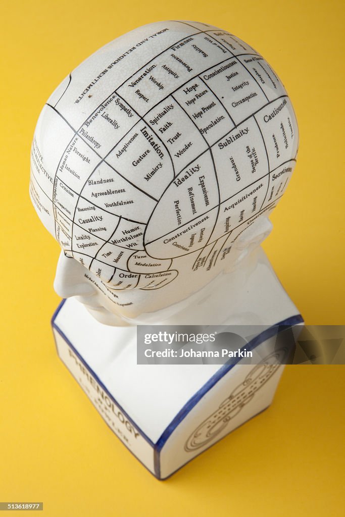 Phrenology bust