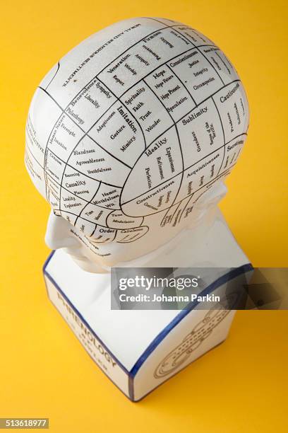 phrenology bust - phrenology head stock pictures, royalty-free photos & images