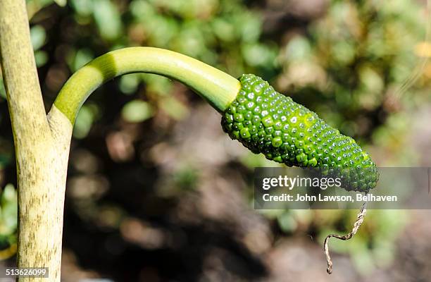arisaema heterophyllum (cobra lily) - cobra lily stock pictures, royalty-free photos & images