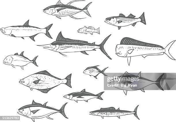 illustrazioni stock, clip art, cartoni animati e icone di tendenza di schizzo di pesce - marlin