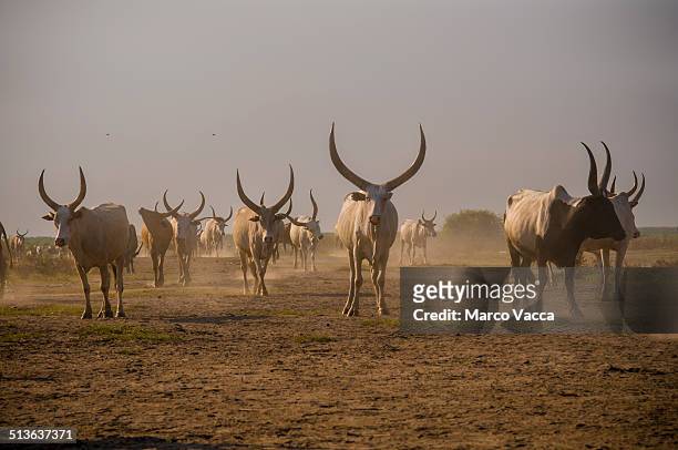 longhorn cows in south sudan - südsudan stock-fotos und bilder