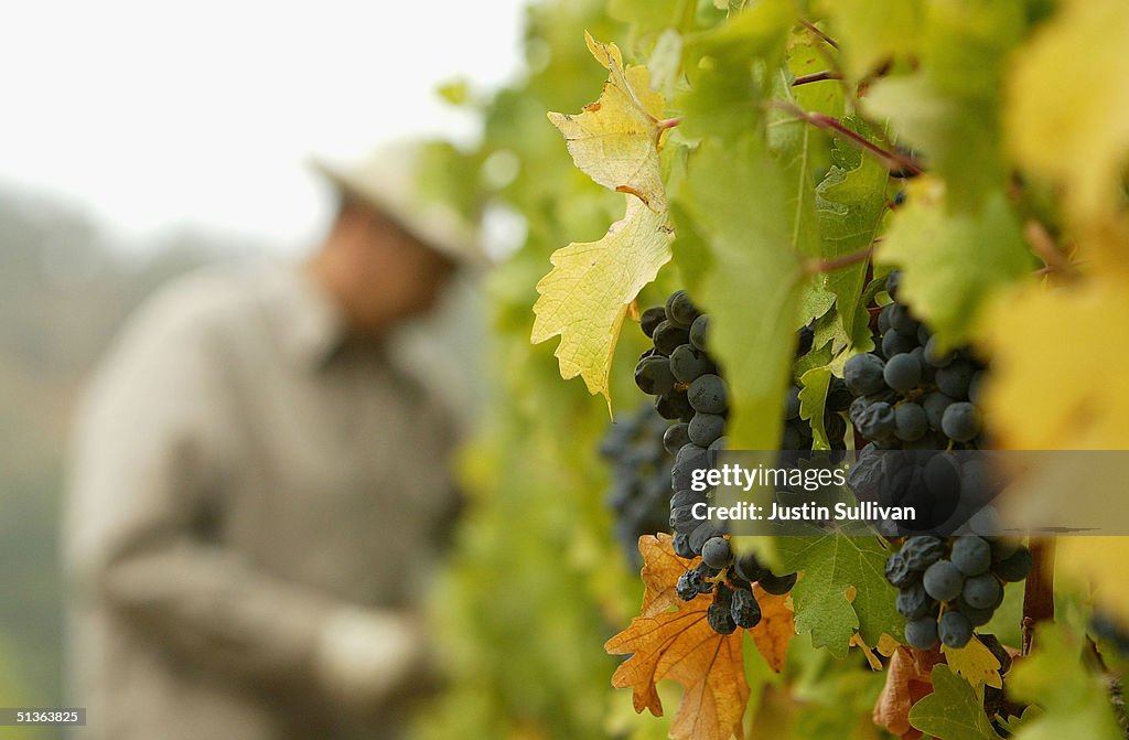 Napa Valley Harvests Its Bounty