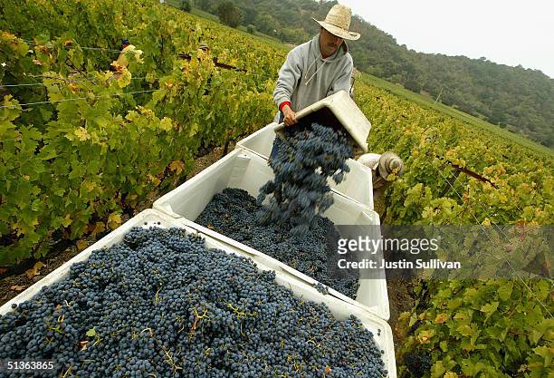Worker empties a bin of freshly picked cabernet sauvignon wine grapes at the Stags' Leap Winery September 27, 2004 in Napa, California. The 2004...