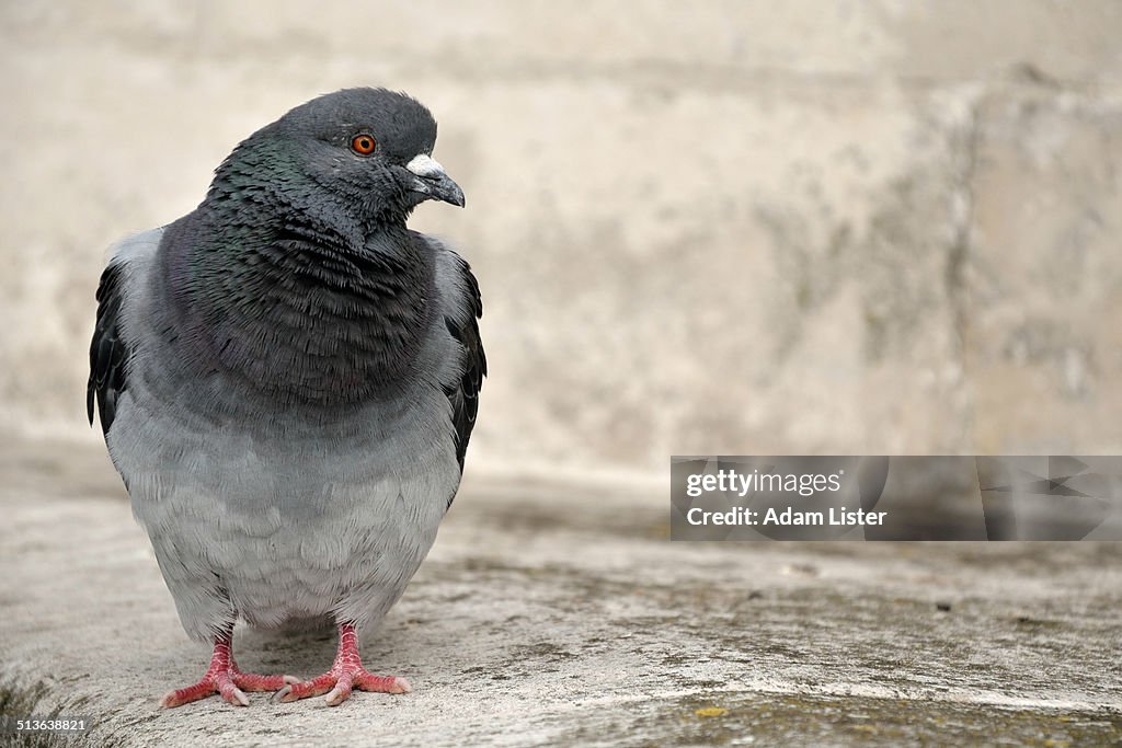 London pigeon
