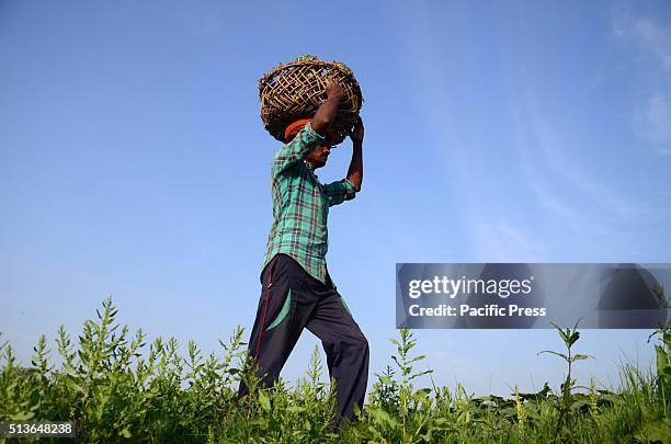 Farmer carrying pumpkins on his head at a field in outskirts of Allahabad. According to Top 5 of Anything Oct 2010 survey, India is the second...