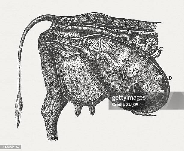 54 Ilustraciones de Organo Reproductivo Animal - Getty Images 54 Ilustraciones de Organo Reproductivo Animal - Getty Images