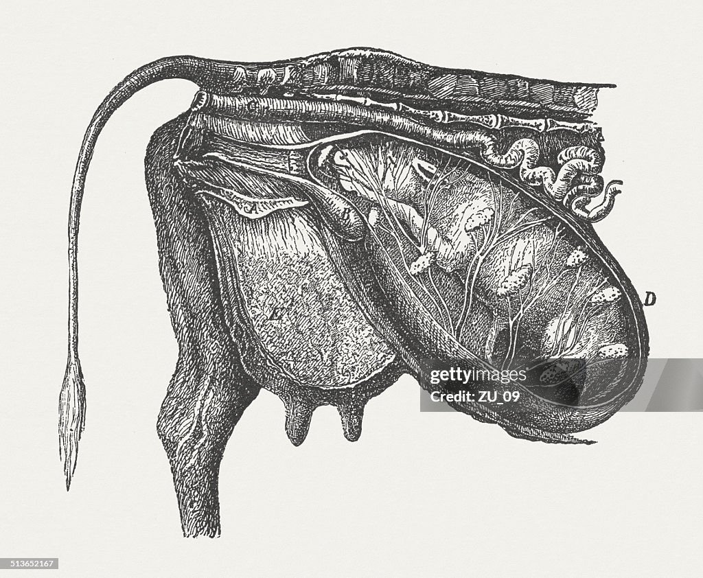 Cow fetus in normal position, wood engraving, published in 1883
