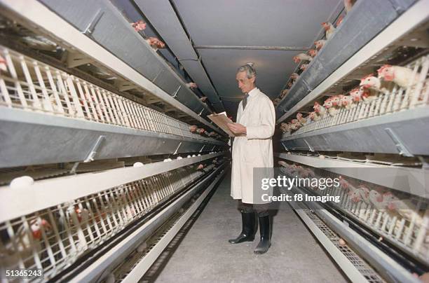 Man inspecting poultry on a battery farm, circa 1985.