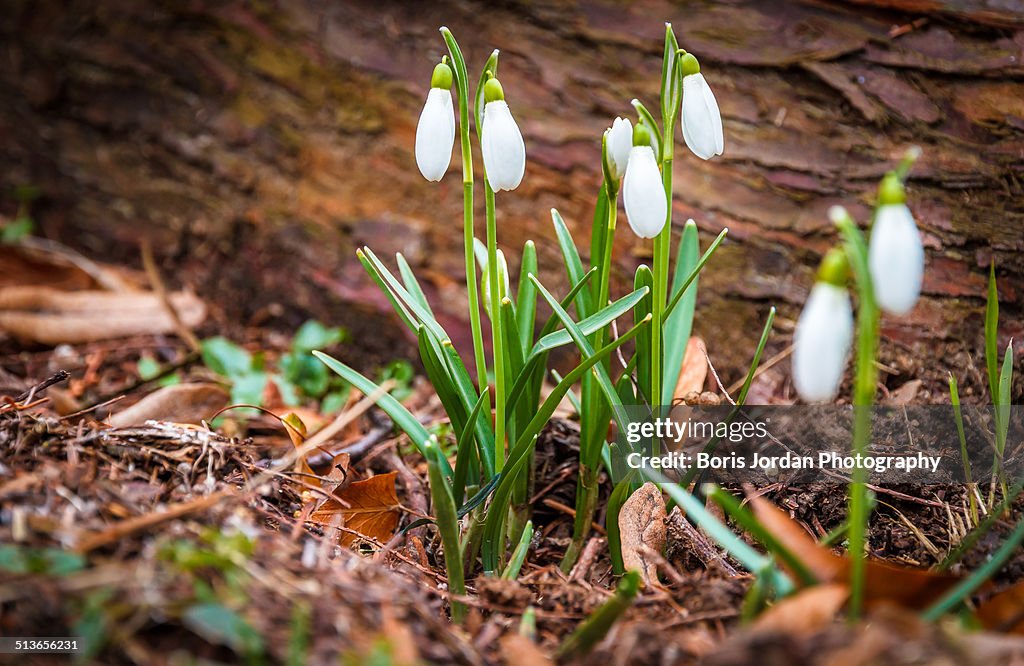 Snowdrops