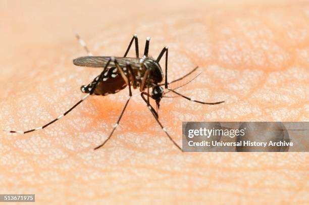 Dengue fever, Chikungunya virus and Zika virus are spread by the bite of an infected Aedes mosquito.