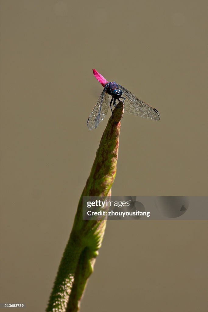 Lotus pond fairy