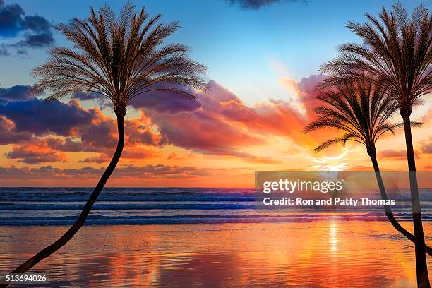 südlichen california strand bei sonnenuntergang mit beleuchteten palmen - beach and palm trees stock-fotos und bilder