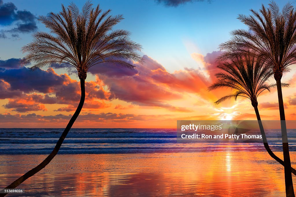 Southern California sunset beach with backlit palm trees