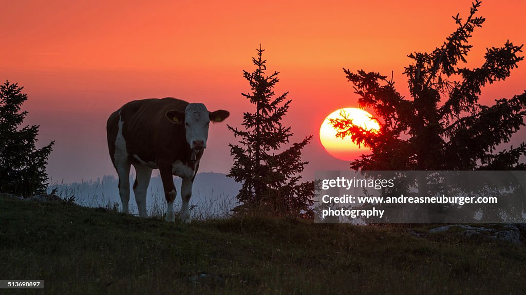 Cow in front of raising sun