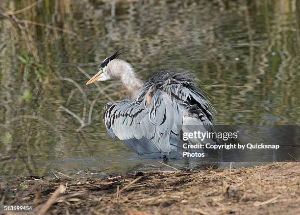 grey heron ruffling his feathers - ruffling stock pictures, royalty-free photos & images