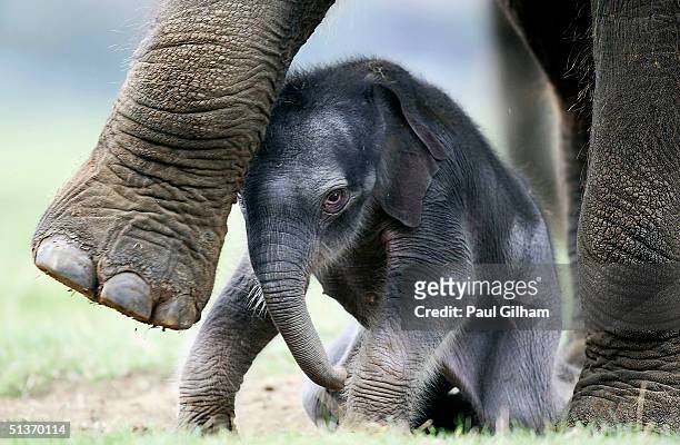 whipsnade wild animal park celebrates birth of second asian elephant - elefantenkalb stock-fotos und bilder