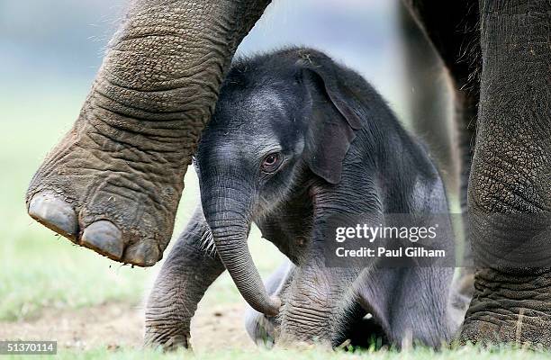 whipsnade wild animal park celebrates birth of second asian elephant - djurfamilj bildbanksfoton och bilder