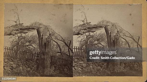 Wallingford tornado, view of a downed tree, Wallingford, Connecticut, 1878. This stereoscopic slide depicts storm damage following a tornado. From...