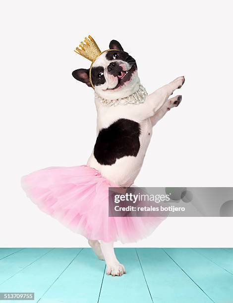 funny bulldog ballerina - ペット服 ストックフォトと画像