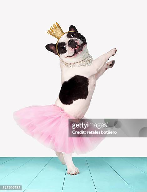 funny bulldog ballerina - pet clothing stock pictures, royalty-free photos & images