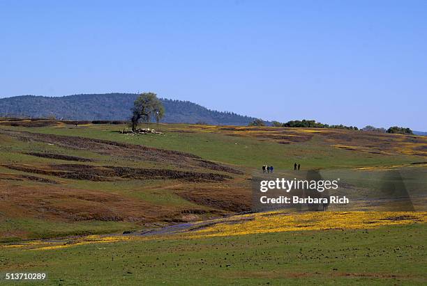spring wildflowers at table mt. ecological reserve - grazing table stock pictures, royalty-free photos & images