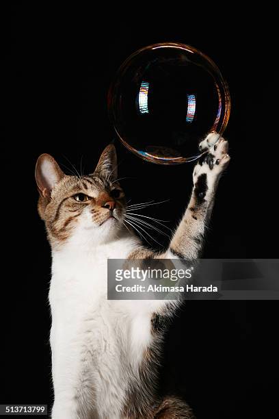 Cat touching a bubble