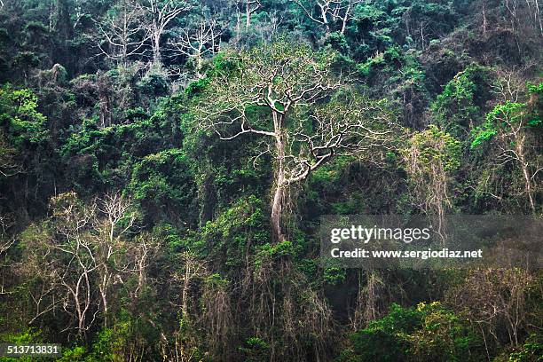 jungla laos - great bear rainforest stock pictures, royalty-free photos & images