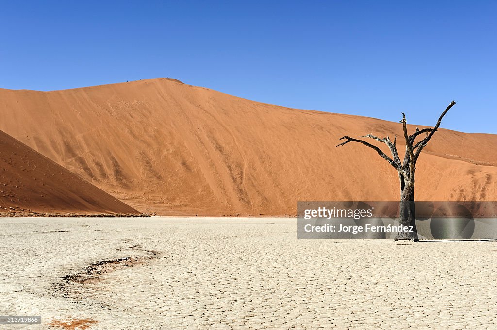 Silhouette of a dead tree standing on clay ground with a big...