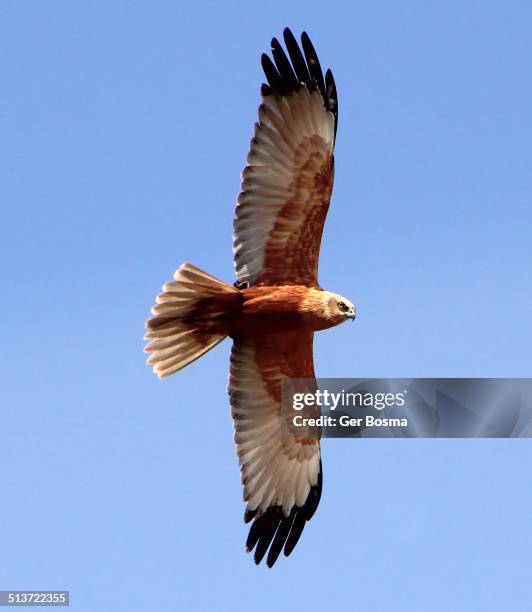 soaring marsh harrier - bird of prey stock pictures, royalty-free photos & images