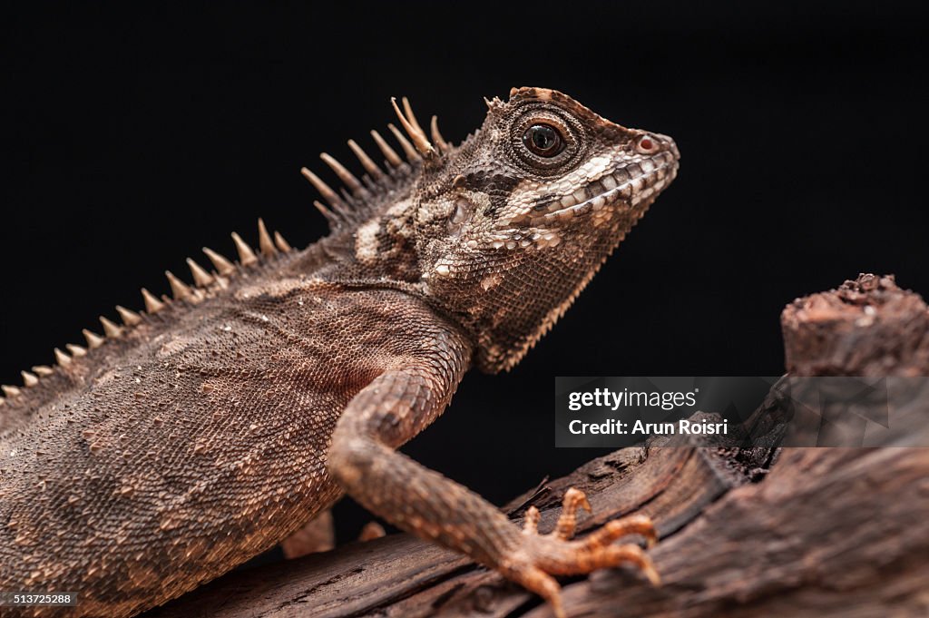 The life of Amphibian and Reptile